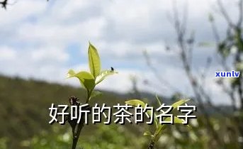 买茶叶的女孩叫什么名字？寻觅好听的名字