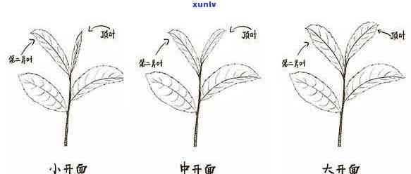 全面了解茶叶生长过程：图片大全、大图与简笔画全收录！