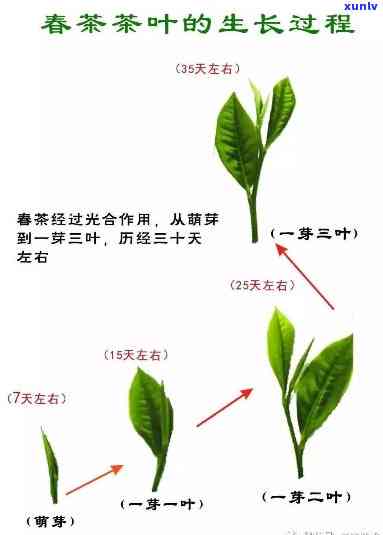 茶叶的生长过程图画，从种子到杯中香：茶叶生长过程的完整图解