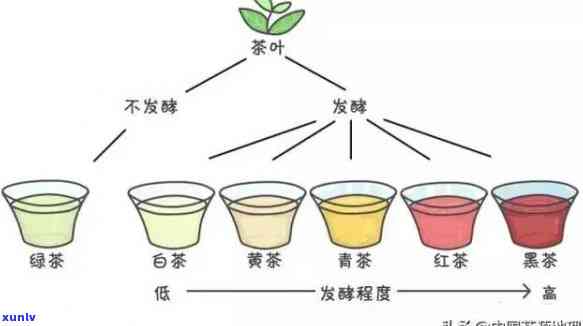 茶叶的生长过程图画，从种子到杯中香：茶叶生长过程的完整图解