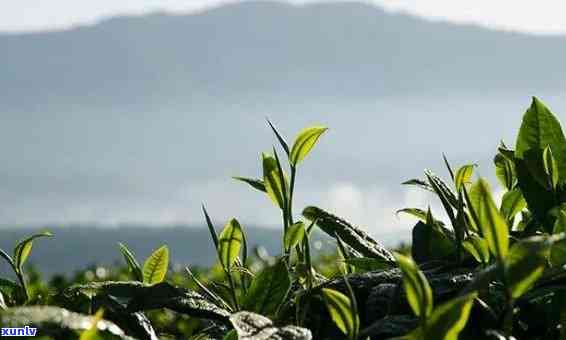 州产茶叶吗，州：茶文化的发源地，是否产茶叶呢？