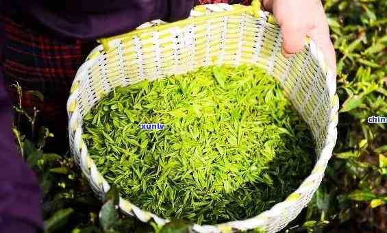 500斤茶叶是什么概念？茶叶价格、重量与品质解析