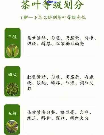 茶叶特等一级与三级：区别解析