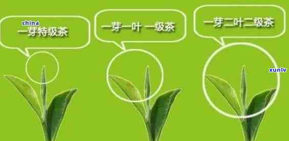 茶叶特级和一级，品味不凡：茶叶特级与一级的品质比较与鉴