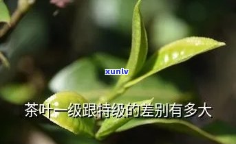 茶叶一级与特级的区别及含义解析