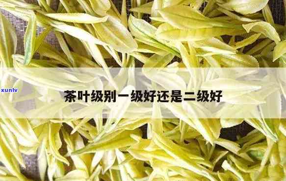 茶叶特二级和特一级-茶叶特二级和特一级哪个好