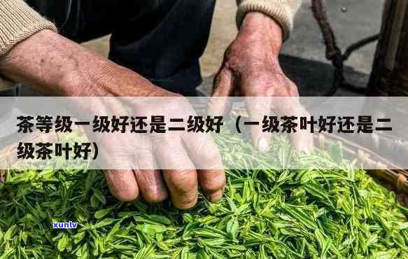 茶叶特一级和特二级-茶叶特一级和特二级哪个好