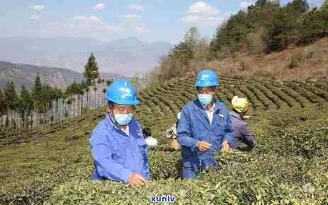 茶叶包装没有等级怎么办，茶叶包装无等级标识？如何辨别茶叶品质与价值