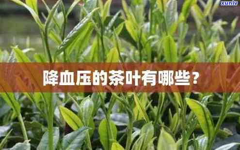 降血压的茶叶是什么，揭秘降血压的神奇茶叶，你喝对了吗？