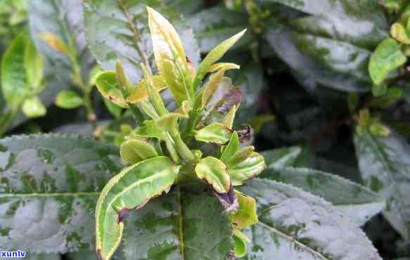 茶叶茶芽枯病，保护你的茶园：了解茶叶茶芽枯病及其防治 *** 