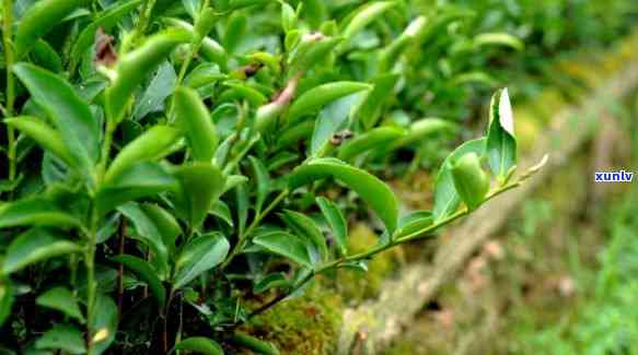 茶芽枯病的防治 *** ：全面解析与实践指南