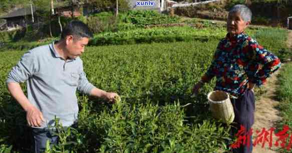 石门茶叶：中国顶级名茶，被誉全国之首