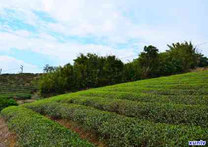 石门尖茶叶经济-石门尖茶业