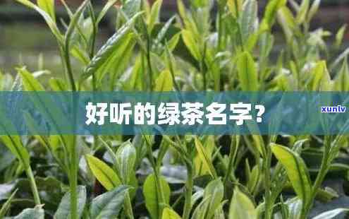 寻找好听的名字：卖茶叶的女孩该取什么名？