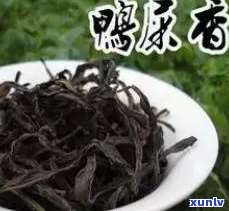 像屎面的茶叶叫什么-像屎面的茶叶叫什么名字