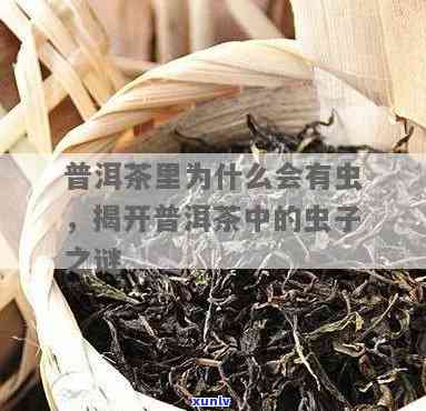 茶叶上有虫子是怎么回事，茶叶上的虫子：原因和解决 *** 