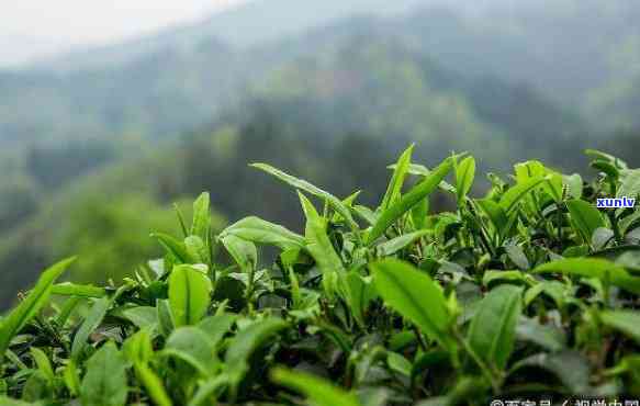 云南普洱茶批发中心：昆明茶叶交易市场位置与体验分享