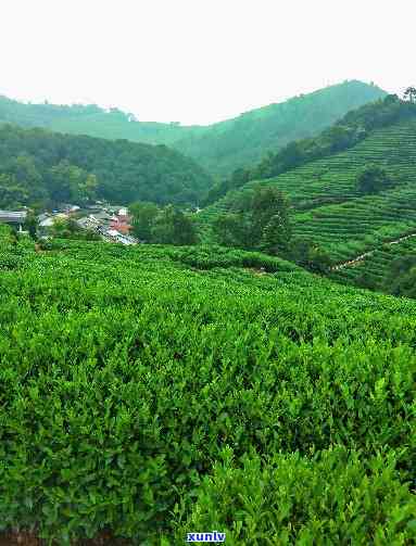 中国的茶叶公司，探索中国茶文化的瑰宝：著名茶叶公司的魅力之旅