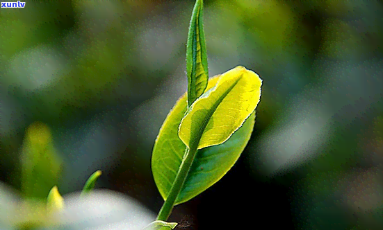 什么时候茶叶卖，茶叶销售旺：何时茶叶最畅销？