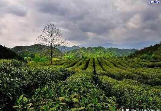 安徽哪个茶叶最出名？寻找安徽顶级茶叶