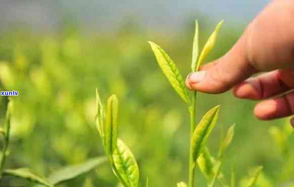 的茶叶有哪些，探索茶的世界：揭秘更受欢迎的茶叶