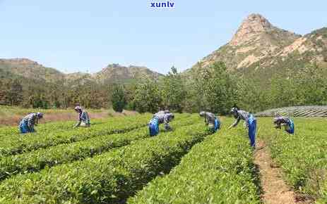 茶叶揉切是什么意思呀，揉切茶叶：你不知道的制茶工艺秘密