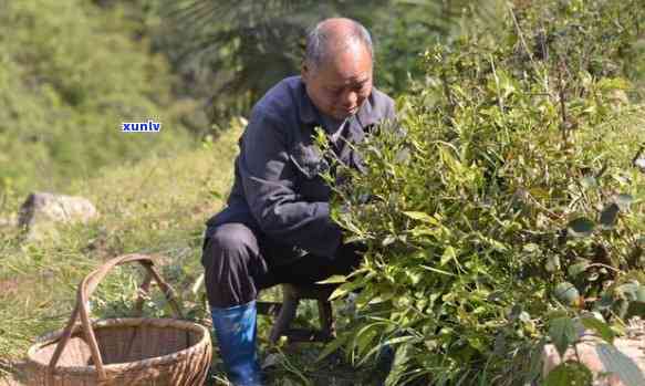 翡翠糯米冰花好吗值钱吗？糯米冰种飘花翡翠手镯价格多少？