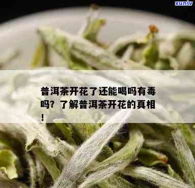 普洱茶饼纸可以用吗