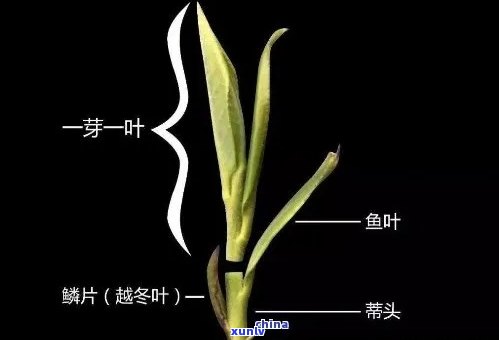 茶叶：芽头好还是叶子好？口感、营养如何比较？