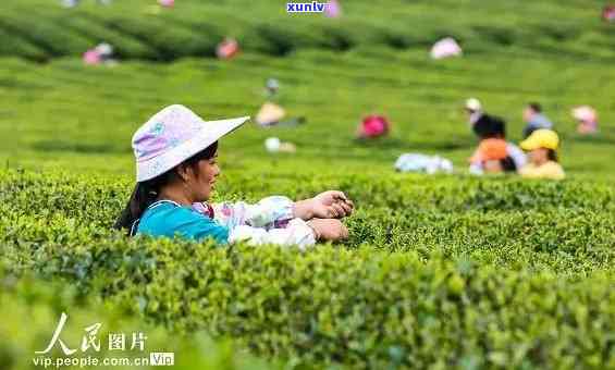 安顺茶叶场，探秘安顺茶叶场：品味茶香，领略贵州特色