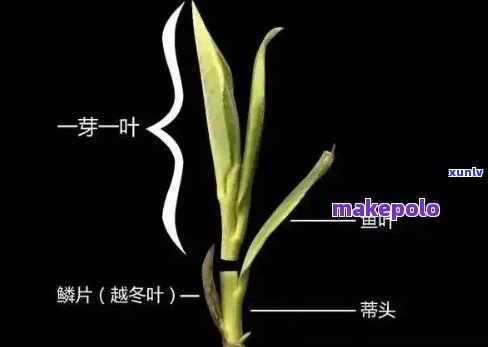 茶叶二芽和三芽的区别与图片解析