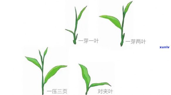 茶叶二芽和三芽的区别与图片解析