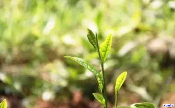 茶叶二芽和三芽，品味嫩：探索茶叶二芽与三芽的魅力