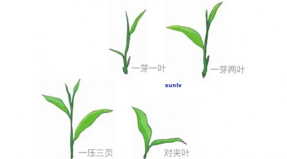 茶叶二芽是什么意思-茶叶二芽是什么意思啊