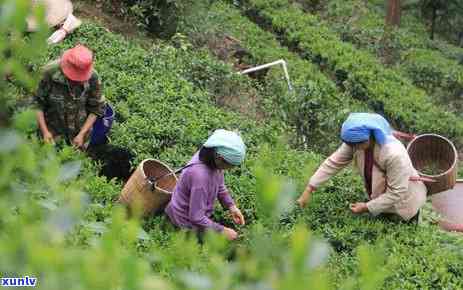 茶叶嫩梢，品味春天：茶叶嫩梢的魅力与鉴