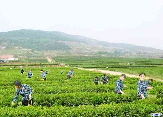 山东十大知名茶叶排行榜