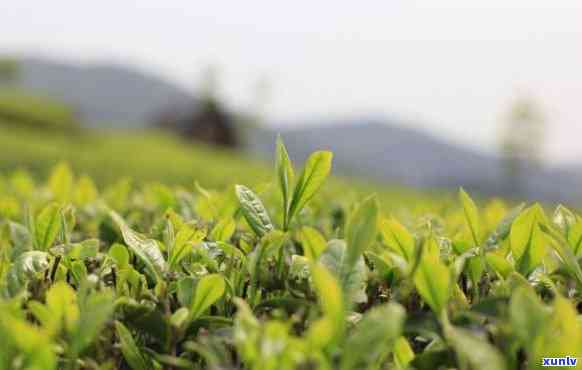 可以天天喝茶叶茶吗-可以天天喝茶叶茶吗女生