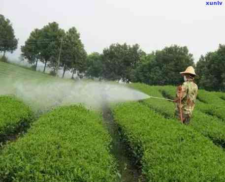 杀虫剂可以打茶叶吗-杀虫剂可以打茶叶吗有吗