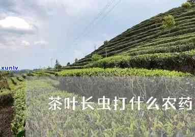 杀虫剂可以打茶叶吗-杀虫剂可以打茶叶吗有吗