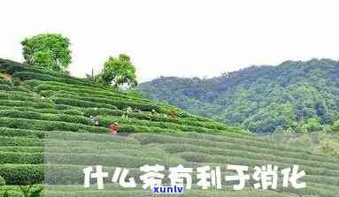 和茶叶有助于消化吗-茶叶有助于消化吗?