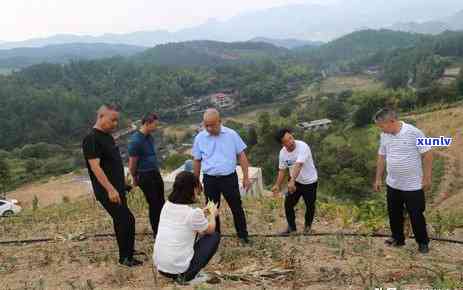 茶叶里有虫还能喝吗？有吗？解析真相！