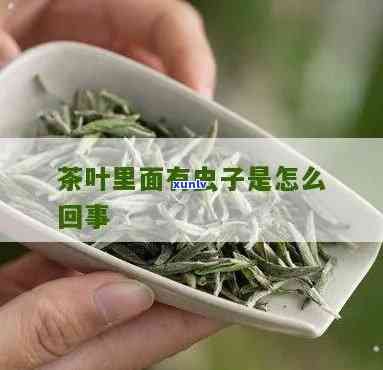 茶叶里有虫子还能喝吗？有害吗？看图了解真相