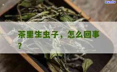 茶叶里有虫子还能喝吗？有害吗？看图了解真相