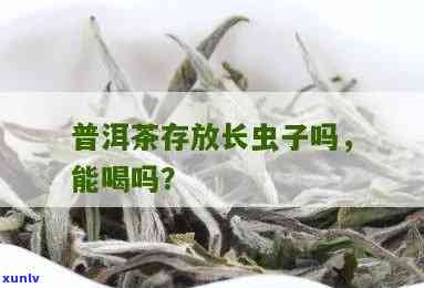 茶叶里有虫子还能喝吗？有害吗？看图了解真相