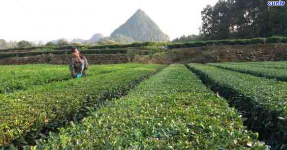 茶叶里面有虫？虫卵也常见，正常吗？