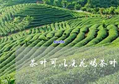 没泡过茶叶能种花吗-没泡过茶叶能种花吗视频