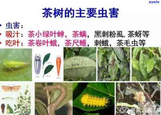 现在的茶叶有农药吗有吗，真相揭示：现在的茶叶是否含有农药，是否有？