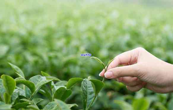 现在的茶叶有农药吗有吗，真相揭示：现在的茶叶是否含有农药，是否有？