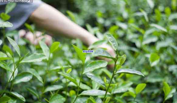 泡过的茶叶能种花吗？视频教你如何操作！