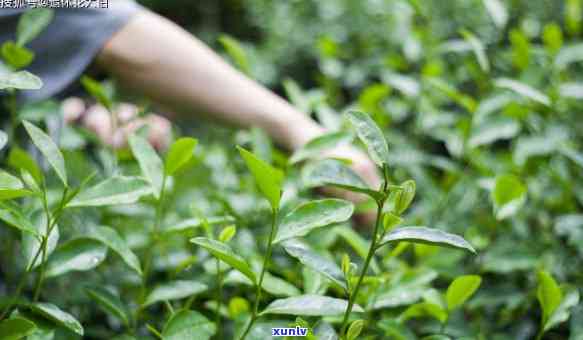 泡过的茶叶能种花吗图片，神奇的茶叶肥料：用泡过的茶叶种植美丽花卉！